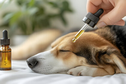 cbd for dogs